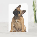 Buscar bruselas tarjetas Perro