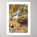 Buscar loro gris posters Aves