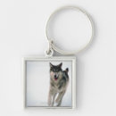 Buscar lobo gris llaveros Fauna