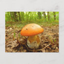 Buscar amanita postales Naturaleza