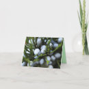 Buscar enebro tarjetas Berries de enebro
