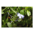 Buscar wildflowers fotografía Púrpura