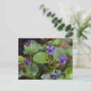 Buscar flor violeta postales Viola