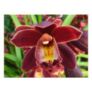 Buscar orquídea roja posters Naturaleza