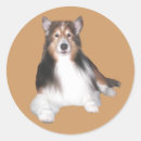 Buscar sheltie pegatinas Perro pastor de shetland