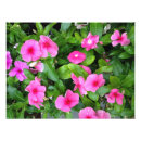 Buscar vincas Naturaleza