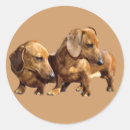Buscar dachshund pegatinas Animales