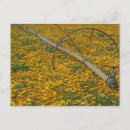 Buscar riego postales Margarita