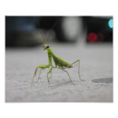 Buscar predicador fotografía Insecto