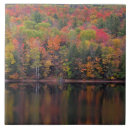 Buscar hojas de arce azulejos Bosque