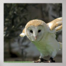 Buscar búhos los posters infantiles Pájaros