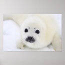 Buscar cría de foca posters Cachorro