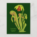 Buscar planta carnívora postales Carnívoro