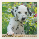Buscar perrito dálmata Para ella