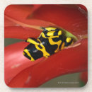 Buscar fauna posavasos Planta