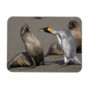 Buscar lobo rectangulares imanes Vida silvestre