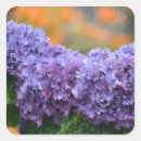Buscar hydrangea purpura pegatinas Lavanda