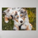 Buscar pastor australiano posters Canino