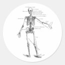 Buscar esqueleto humano pegatinas Biología