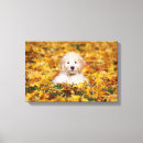 Buscar goldendoodle arte Cachorro