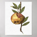 Buscar granadas posters Otoño