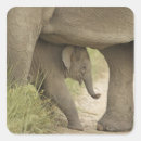 Buscar elefante indio pegatinas Bebé