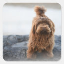Buscar canina pegatinas Animal