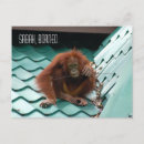 Buscar selva tropical postales Jungla