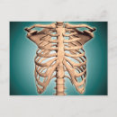 Buscar columna vertebral postales Esqueleto