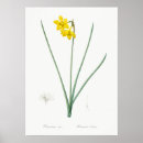 Buscar narciso posters Floral