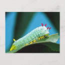 Buscar polilla postales Insecto