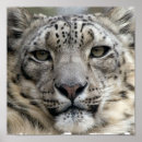 Buscar leopardo blanco posters Safari