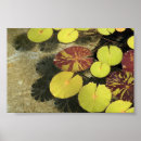 Buscar lilypads Fotografía