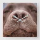 Buscar smile relojes de pared Dog