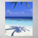 Buscar árbol de sombra posters Fotografía