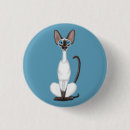 Buscar siamés chapas 9 º gata