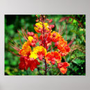 Buscar aves del paraíso posters Floral