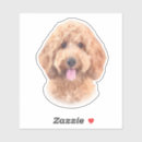 Buscar goldendoodle pegatinas Caniche