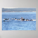 Buscar ballena negra posters Ballenas