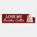 Buscar collie pegatinas parachoque Perros