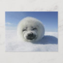 Buscar arpa postales Foca