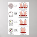 Buscar embrión humano posters Gestación