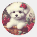 Buscar bichon frise pegatinas Adorable