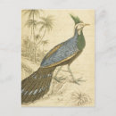 Buscar pájaro verde postales General y unisex