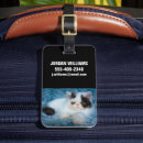 Buscar kitten accesorios Pet