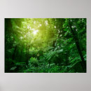 Buscar bosque tropical posters Vegetación