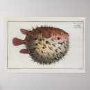 Buscar cute posters Ocean