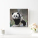 Buscar oso panda gigante de relojes de pared China