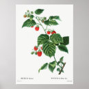 Buscar planta de fresa posters Bayas