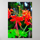 Buscar barbados arte Naturaleza